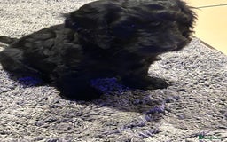 Cockapoo dogs for sale: Cockapoos puppies  - Image 5