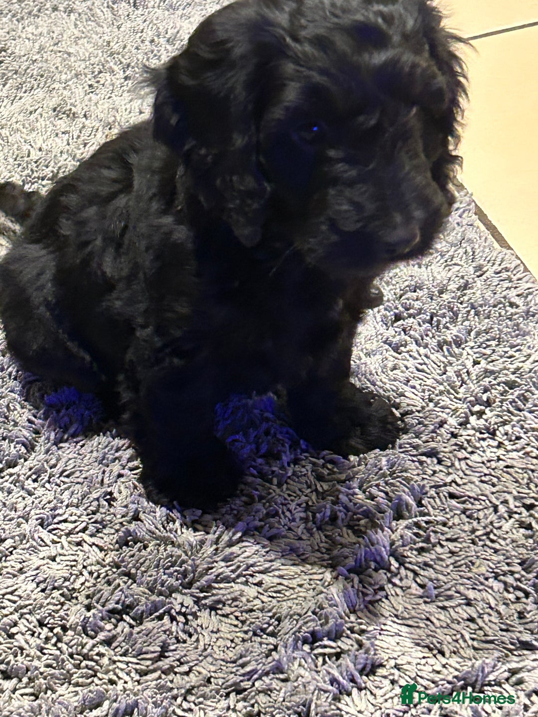 Cockapoo dogs for sale: Cockapoos puppies  - Image 5