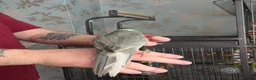 Parakeets birds for sale: Hand tame Kakariki babies - Advert 3