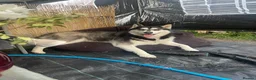 Siberian Husky dogs for sale: Siberian husky female  - Advert 3