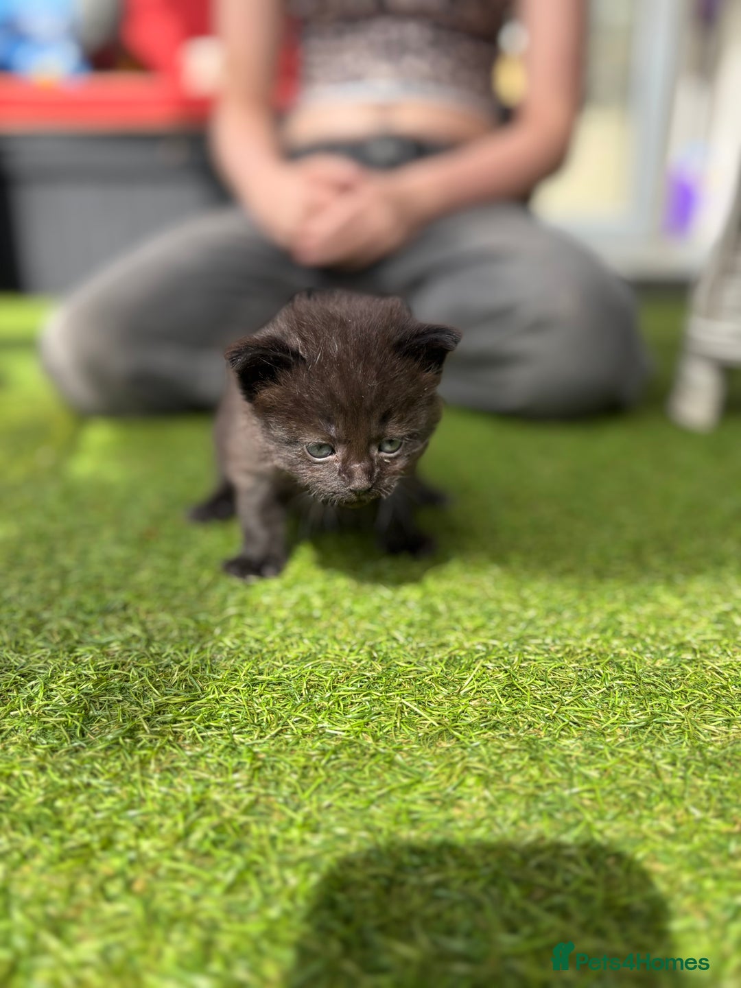 Domestic Shorthair cats for sale: 🐾 Playful, Affectionate Kittens - Image 12