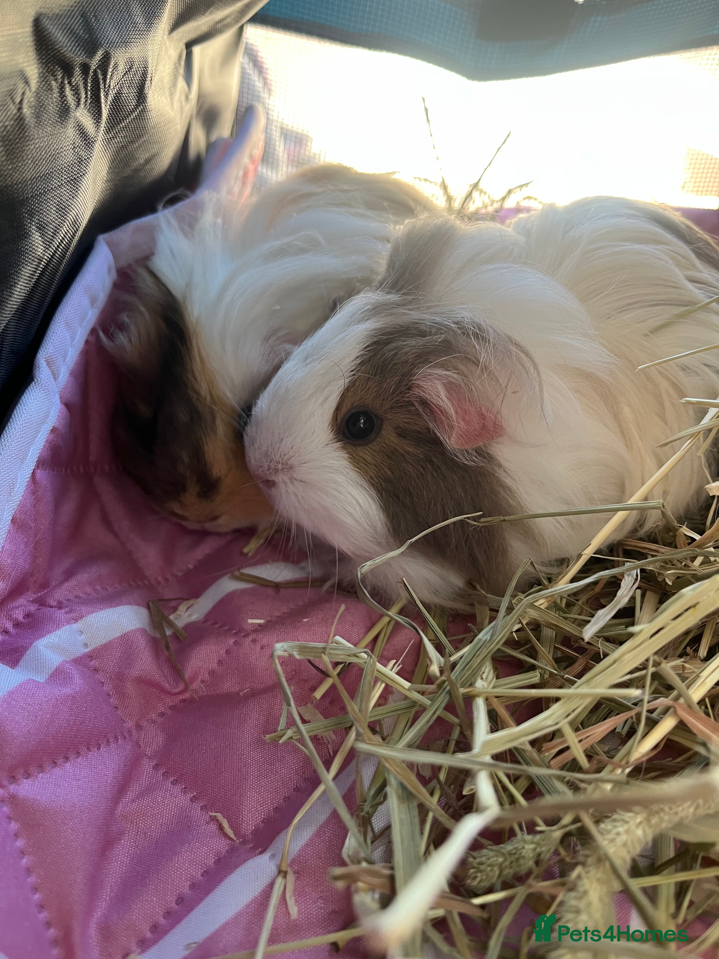 Guinea Pig rodents Pair female sheltie guinea pigs - Advert 1