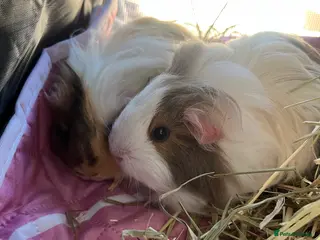 Guinea Pig rodents Pair female sheltie guinea pigs - Advert 1