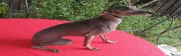 Italian Greyhound dogs for sale: Stunning Italian greyhounds - Advert 4