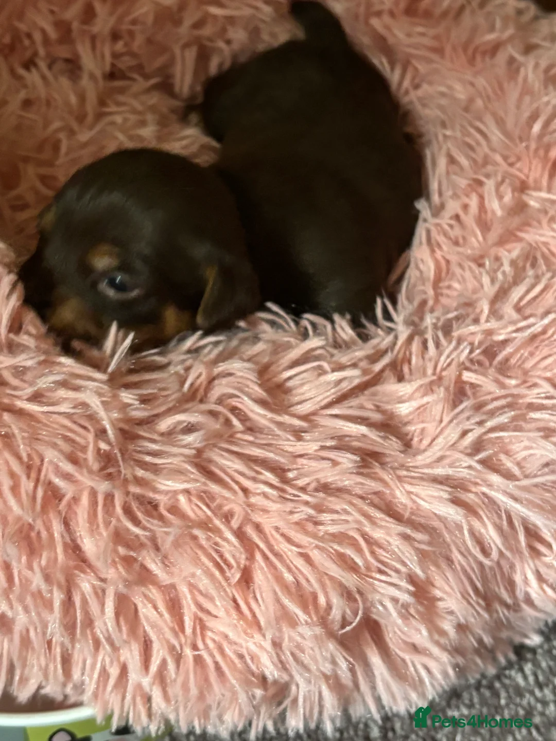 Jack Russell dogs for sale: Trad.family short legged short hair- ready!! - Advert 24