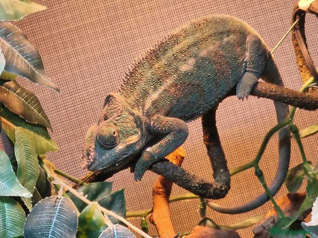 Chameleon reptiles for sale: Panther Chameleon and full enclosure... - Advert 6