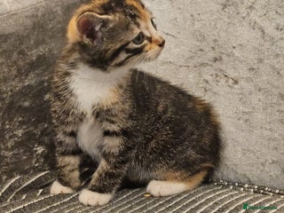 Mixed Breed cats - Advert 29