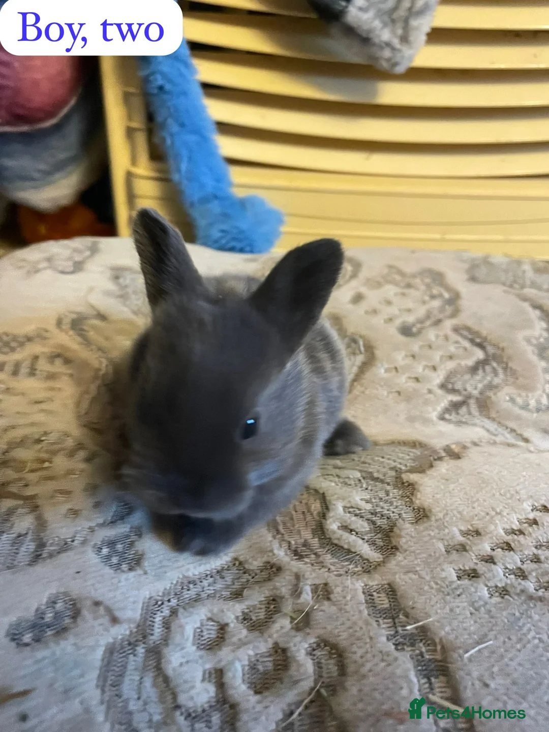 Rex rabbits for sale: Mini Rex 2x does 3 x bucks  in Peterborough - Advert 1
