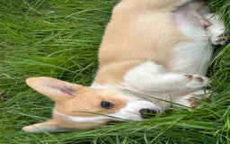 Welsh Corgi Pembroke dogs for sale: Beautiful Pembroke Corgi Pups - Image 6