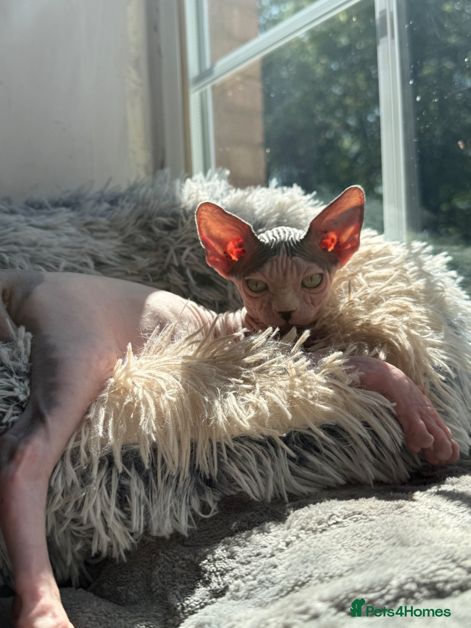 Sphynx cats Stunning Female Kitten Gabi  - Advert 2