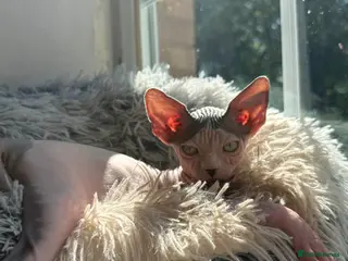 Sphynx cats Stunning Female Kitten Gabi - Advert 7