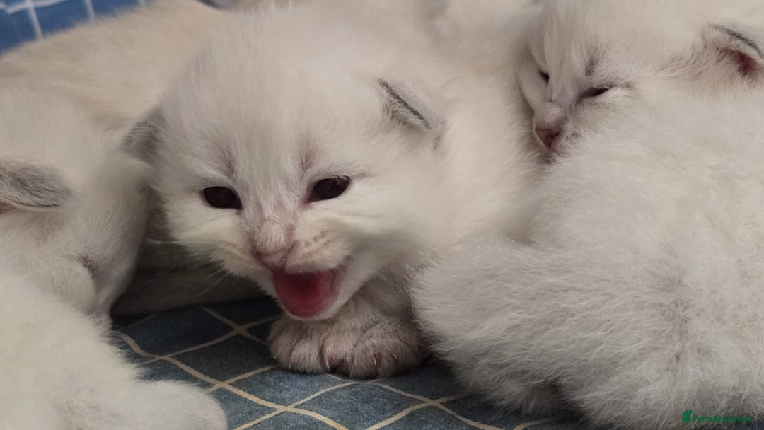 Siberian cats for sale: 🐱 Siberian neva masquerade kittens 🐱 - Image 4