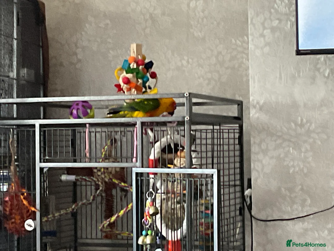 Conures birds for sale: Sun Conure - Advert 4