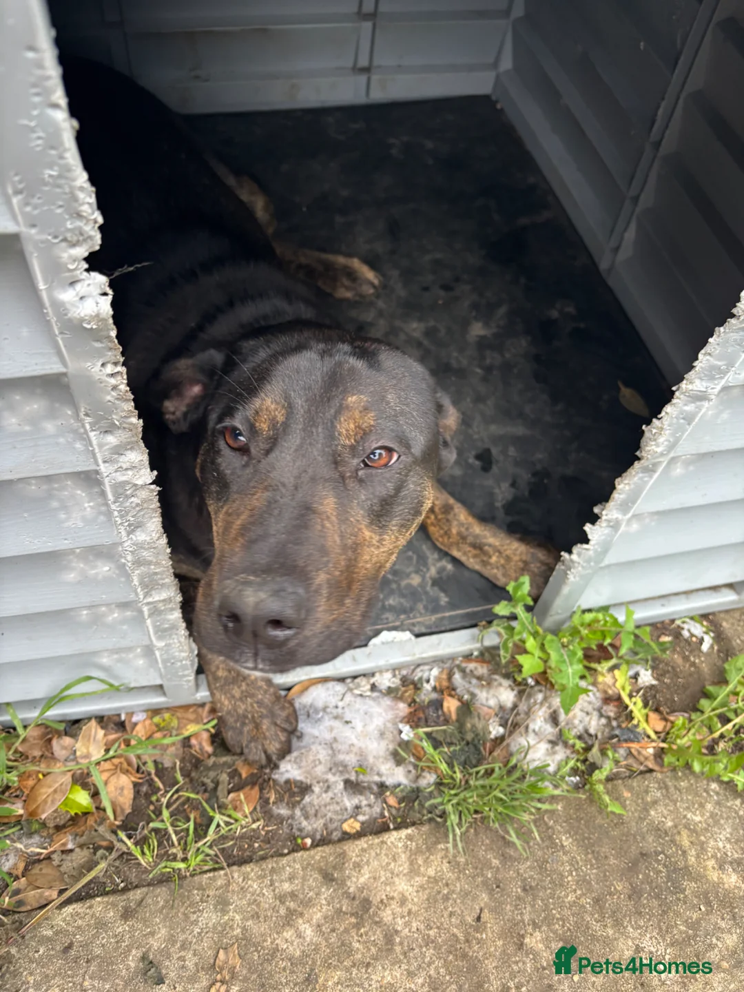 Mixed Breed dogs for stud: Looking for a stud  in Swindon - Advert 1
