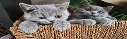 British Shorthair cats for sale:  🐾🎀 BSH 🎀🐾 GCCF/Fully vaccinated - Advert 2