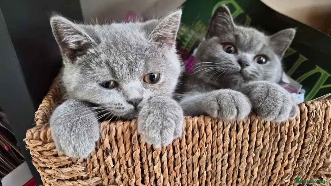 British Shorthair cats for sale:  🐾🎀 BSH 🎀🐾 GCCF/Fully vaccinated - Advert 2