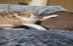 Mixed Breed cats for sale: Adorable Kittens - Image 4