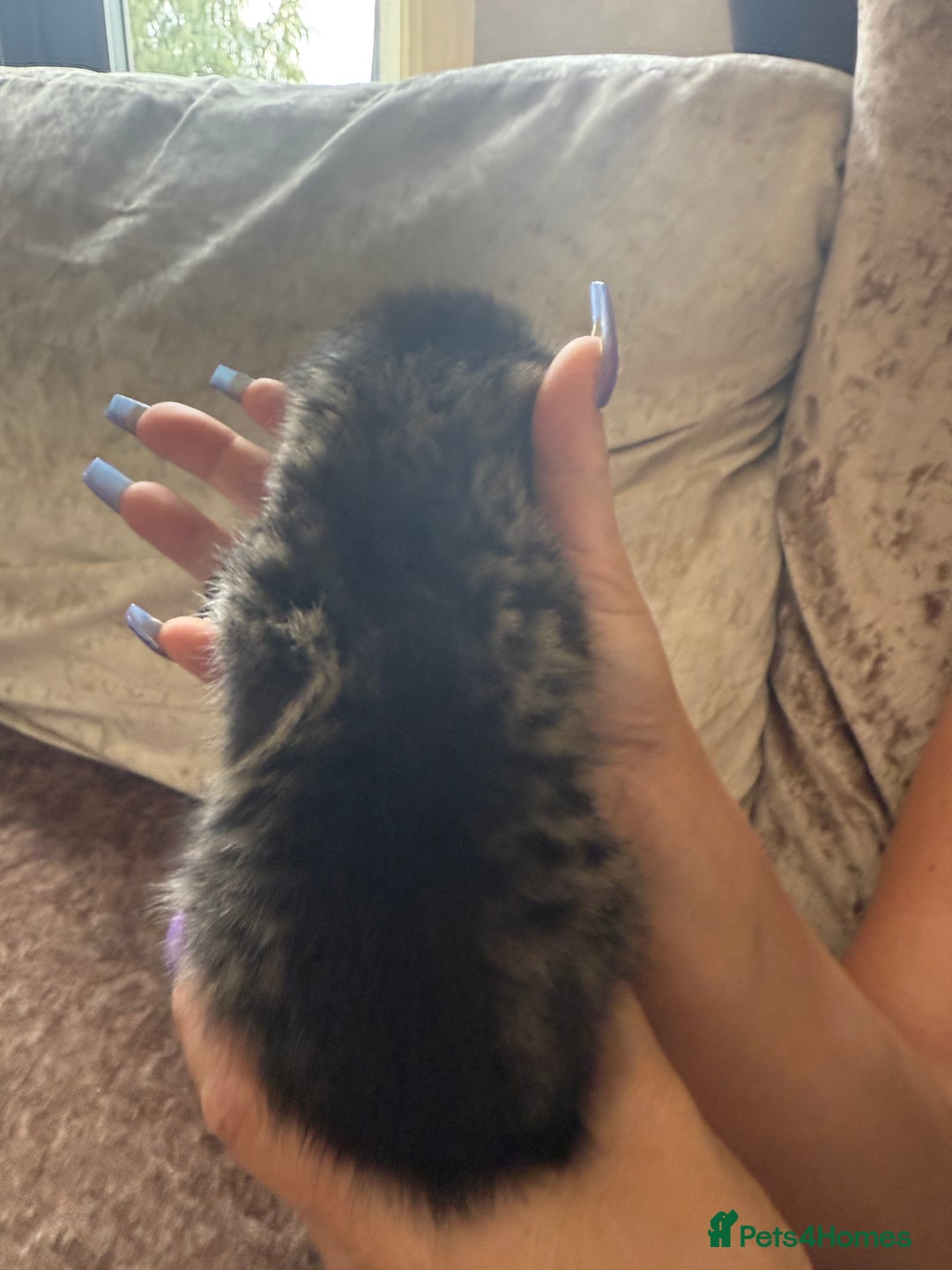 Mixed Breed cats for sale: Much loved and spoiled kittens  - Image 7