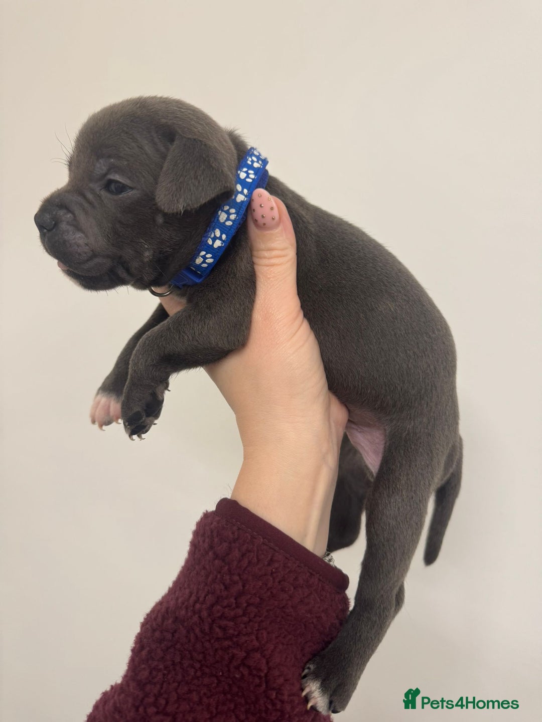 Staffordshire Bull Terrier dogs for sale:  KC Registered Staffordshire Bull Terrier Puppies - Advert 8