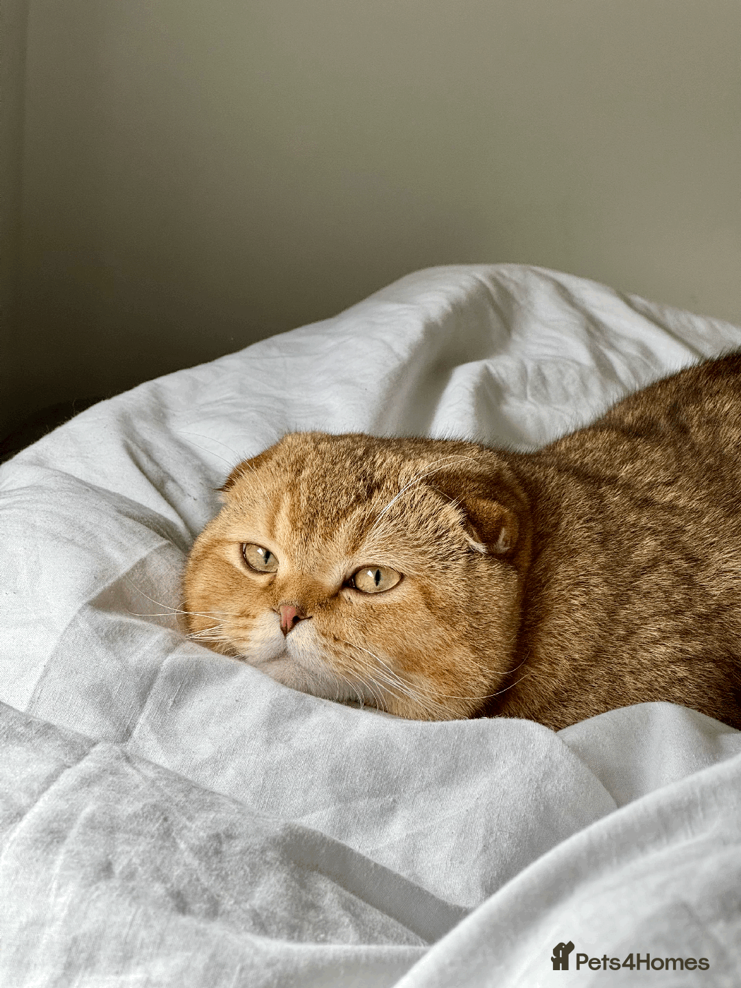 Scottish Fold cats for sale: Beautiful Scottish Fold Cat Looking 4 Loving Home - Image 10