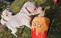 Staffordshire Bull Terrier dogs for sale: 🐾 Beautiful Staffordshire Bull Terrier Puppies 🐾 - Image 16