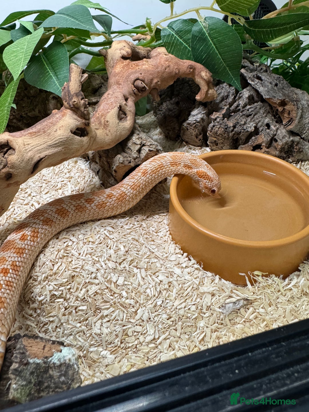 Snake reptiles for sale: Albino Hognose Snake - Image 4