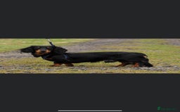 Dachshund dogs for sale: Tiny long haired piebald dachshunds for sale ! - Image 33
