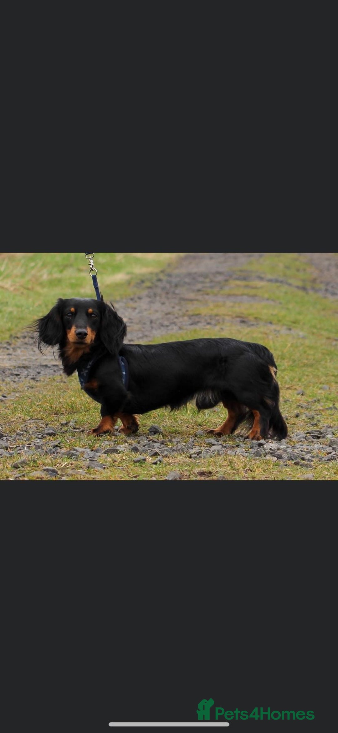 Dachshund dogs for sale: Tiny long haired piebald dachshunds for sale ! - Image 33