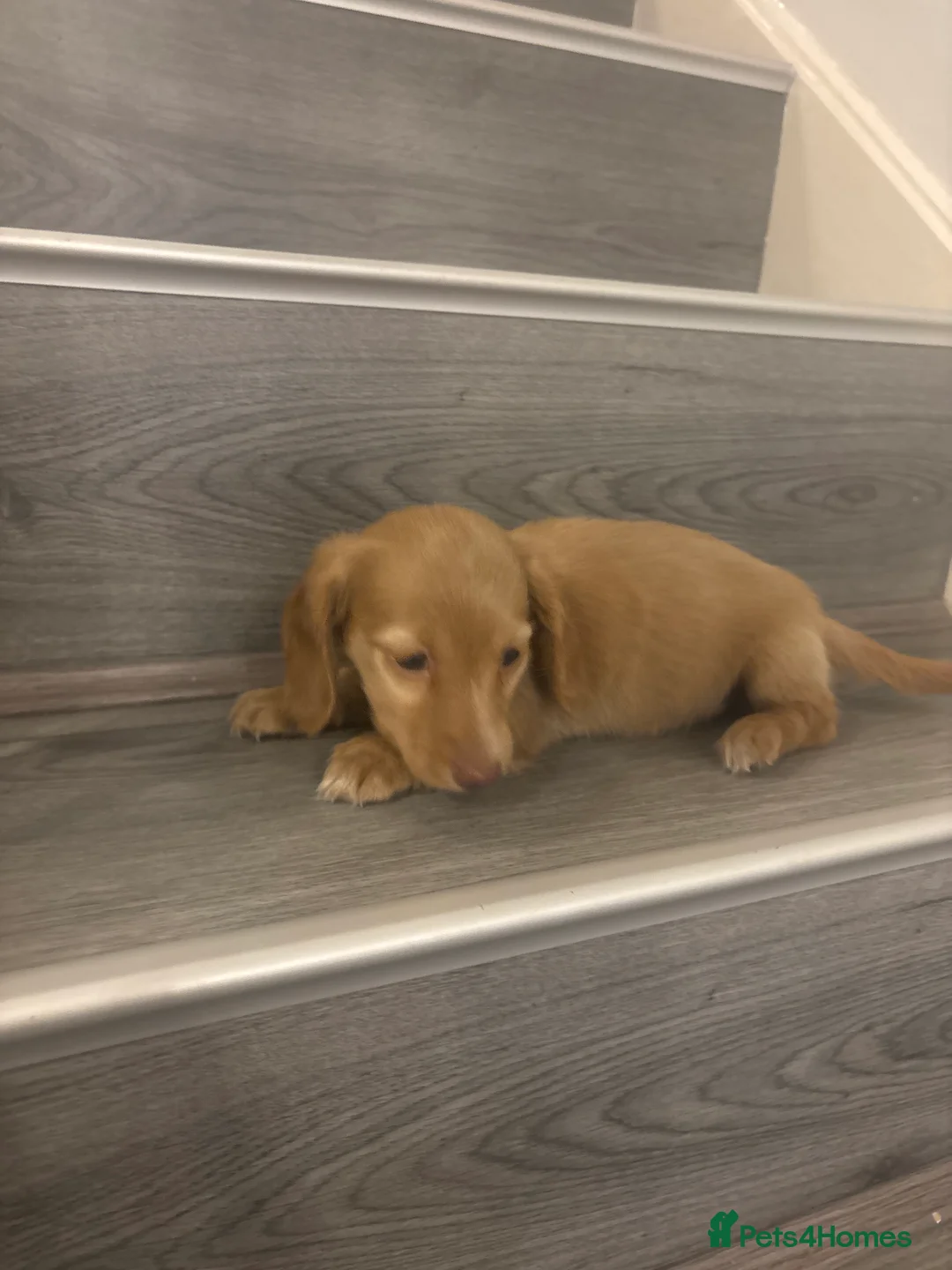 Miniature Dachshund dogs for sale: Long haired cream Puppies  - Advert 19