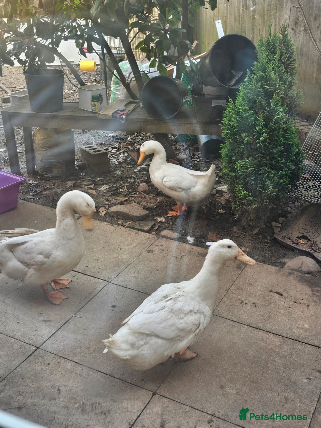Mixed Breed livestock for sale: 🐔🐦 Ducks & Egg-Laying Chickens  – Birmingham - Advert 4