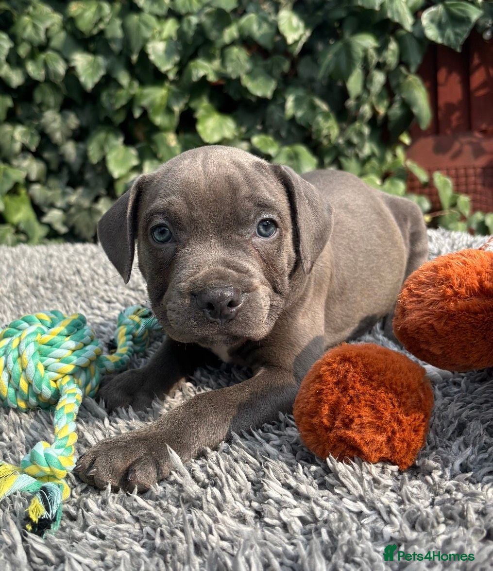 Staffordshire Bull Terrier dogs Adorable Puppies Looking For Their Forever Homes - Advert 1