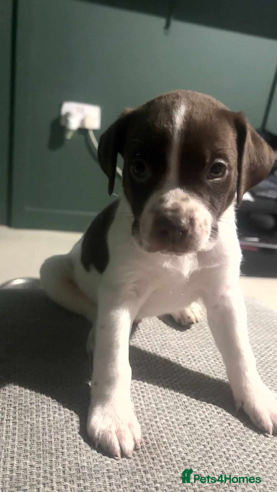 Mixed Breed dogs for sale: ‼️American bully x springer spaniel puppies ‼️  - Advert 18