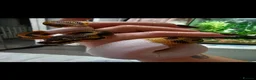 Python Snake reptiles for sale: Beautiful 3yr Male Royal python for sale in Bristol - Advert 8