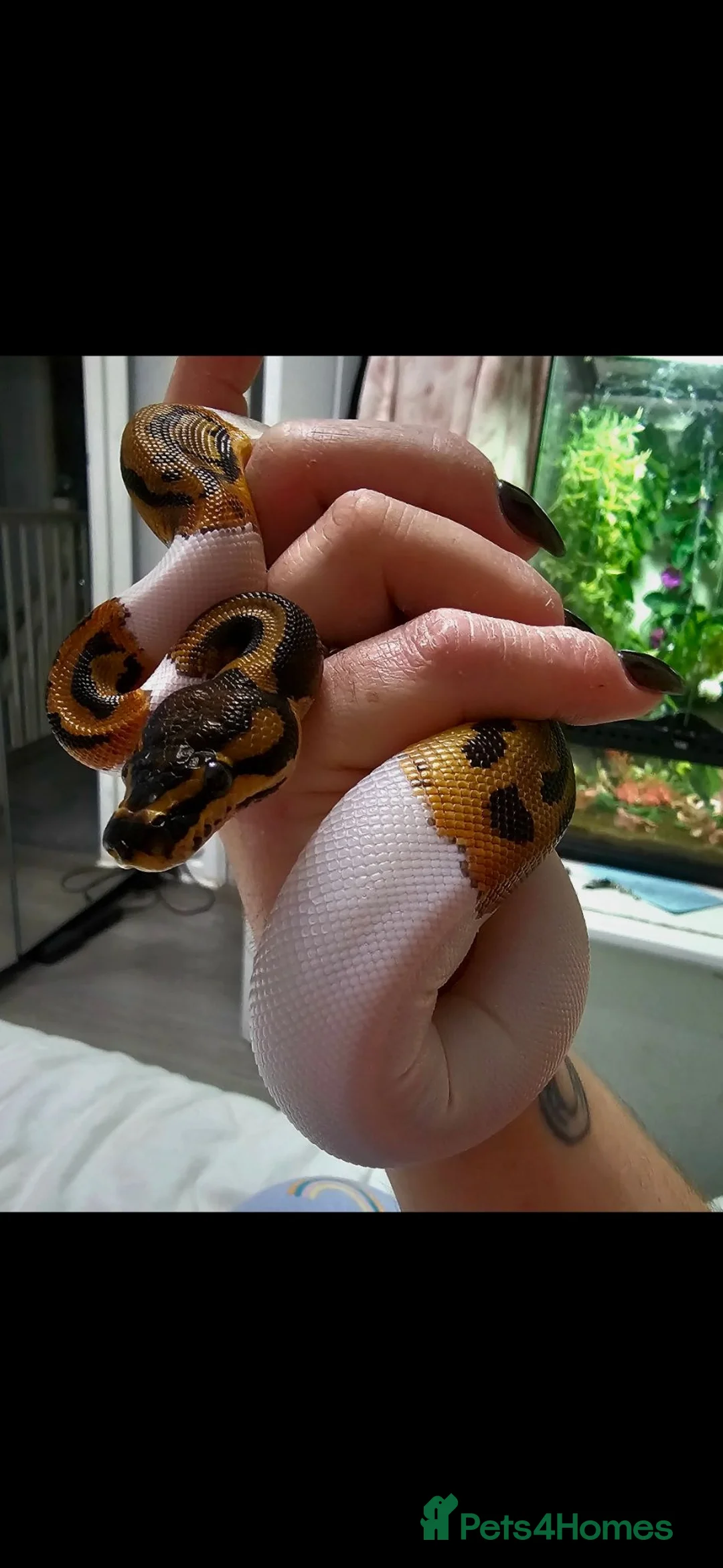 Python Snake reptiles for sale: Beautiful 3yr Male Royal python for sale in Bristol - Advert 8