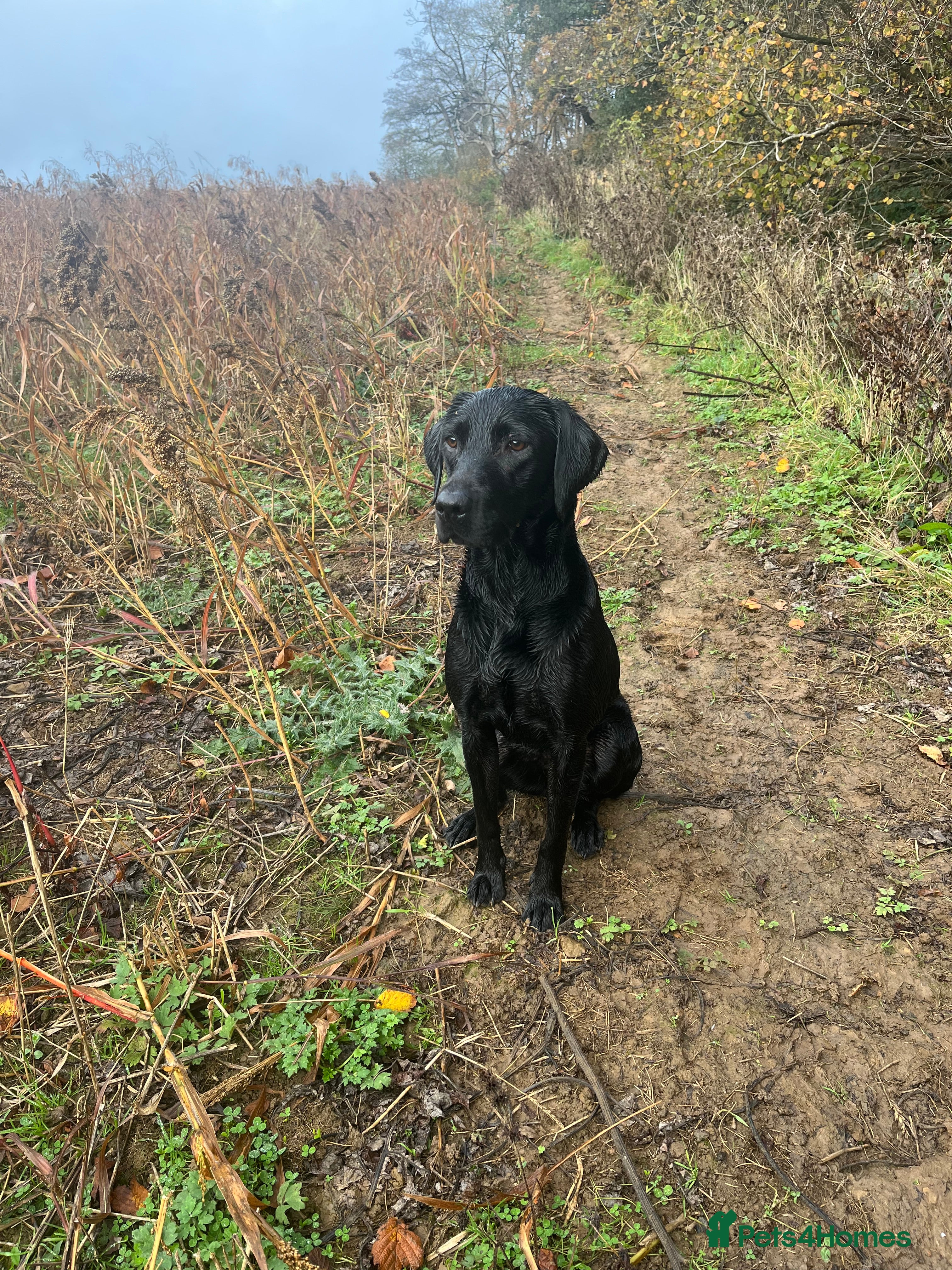 Labrador Retriever dogs Mabels, kc Labrador litter  - Advert 1