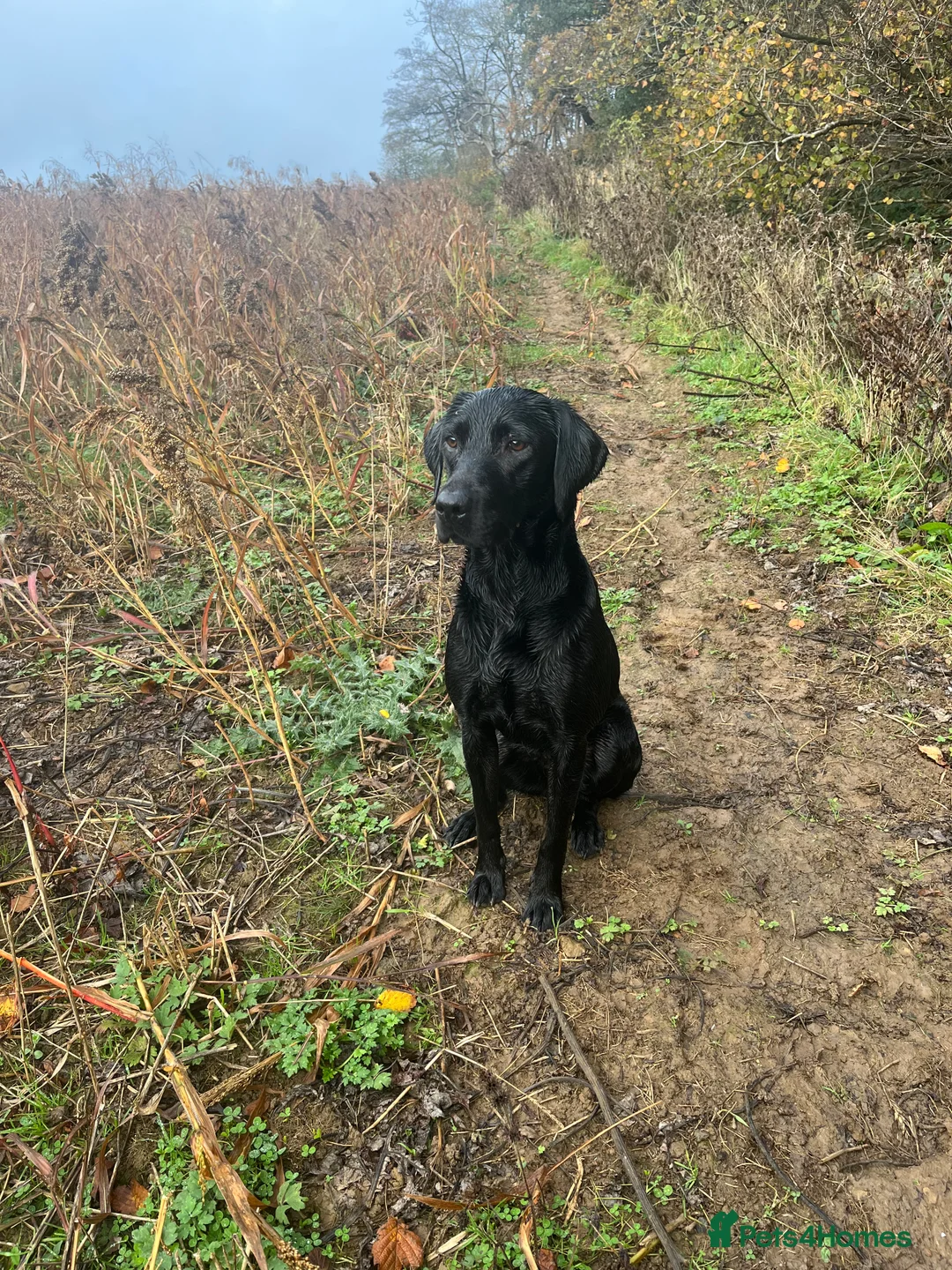 Labrador Retriever dogs for sale: Mabels, kc Labrador litter  - Advert 1