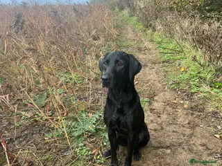 Labrador Retriever dogs Mabels, kc Labrador litter - Advert 1