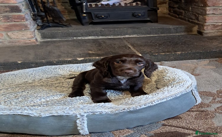 Cocker Spaniel dogs - Advert 7
