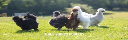Chickens poultry for sale: Silkie Bantams - Advert 4