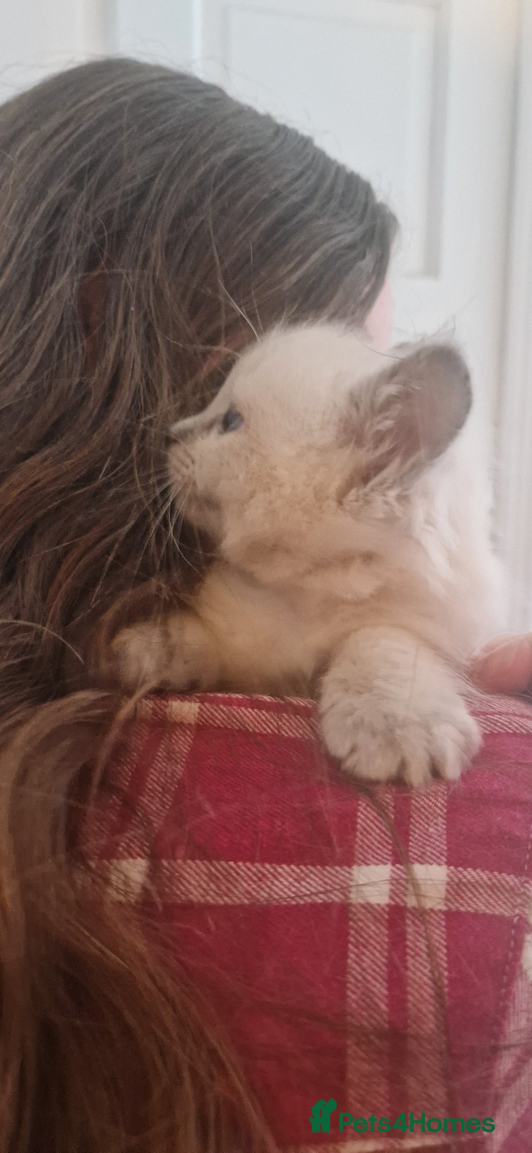 Ragdoll cats for sale: Gorgeous Ragdoll Kittens  - Image 25