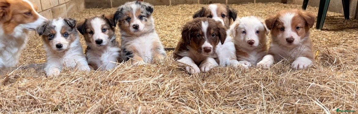 Mixed Breed dogs Collie puppies  - Advert 9