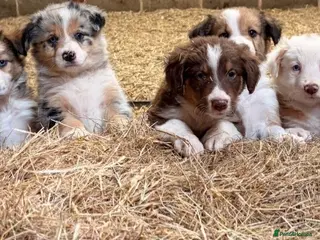 Mixed Breed dogs Collie puppies - Advert 9