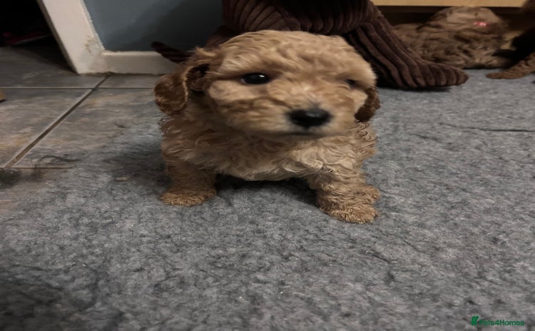 Cockapoo dogs - Advert 1