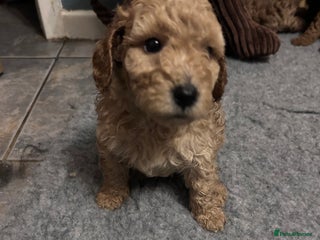 Cockapoo dogs - Advert 34