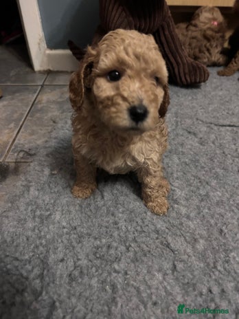 Cockapoo dogs - Advert 1