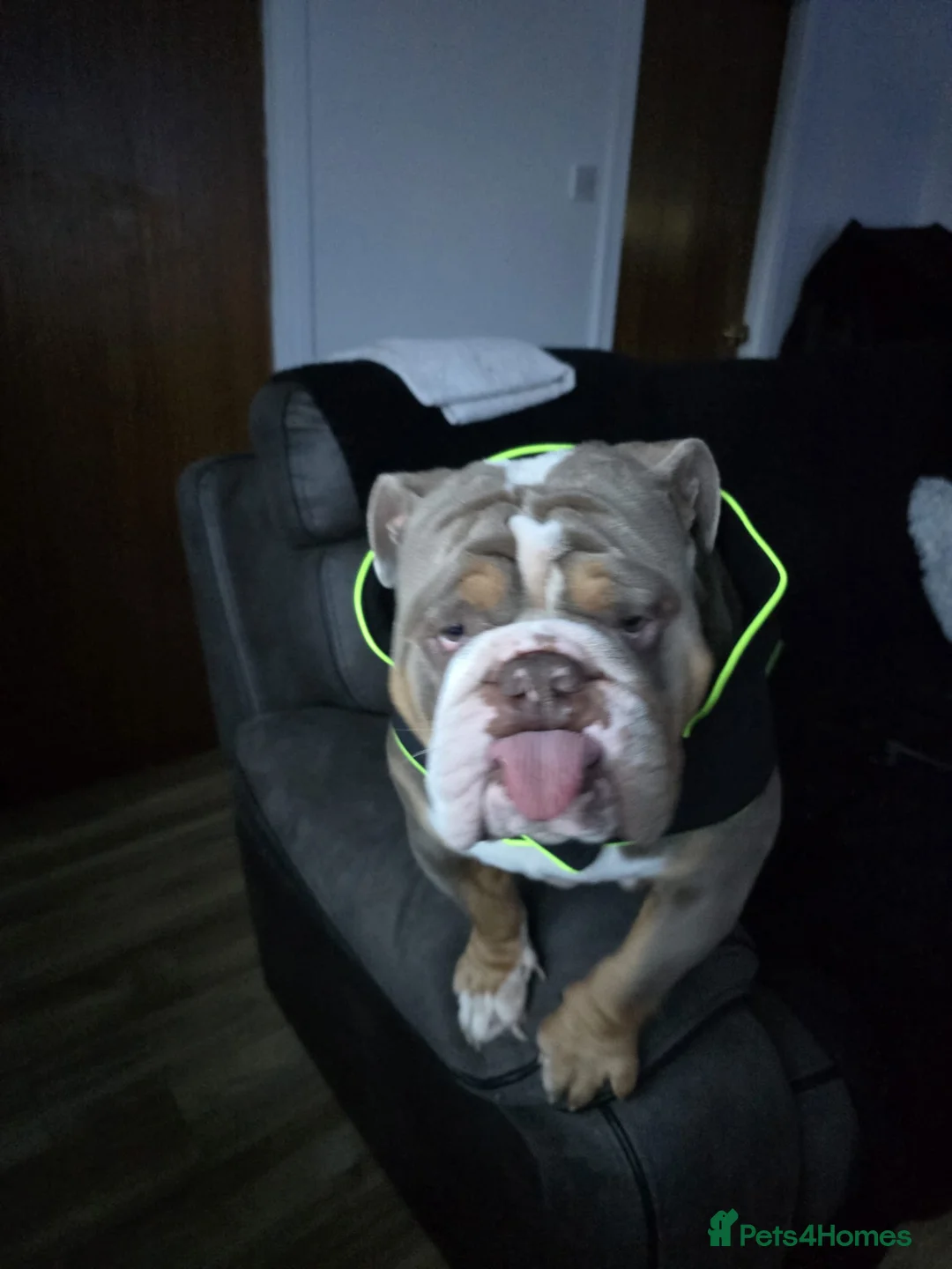 English Bulldog dogs for stud: Dahmer for stud - Advert 28