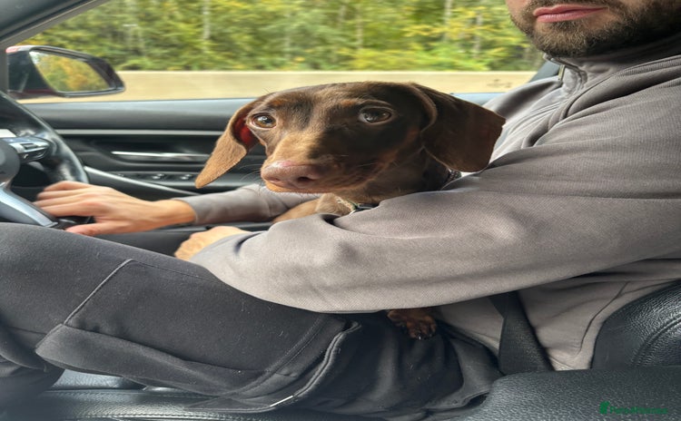 Dachshund dogs - Advert 1