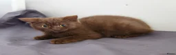 British Shorthair cats for sale: British Shorthair Kittens - Advert 8