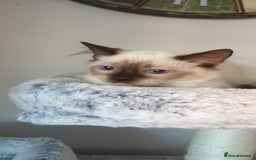 Ragdoll cats for sale: 💖Beautiful GCCF Registered Ragdoll Kittens. - Image 10