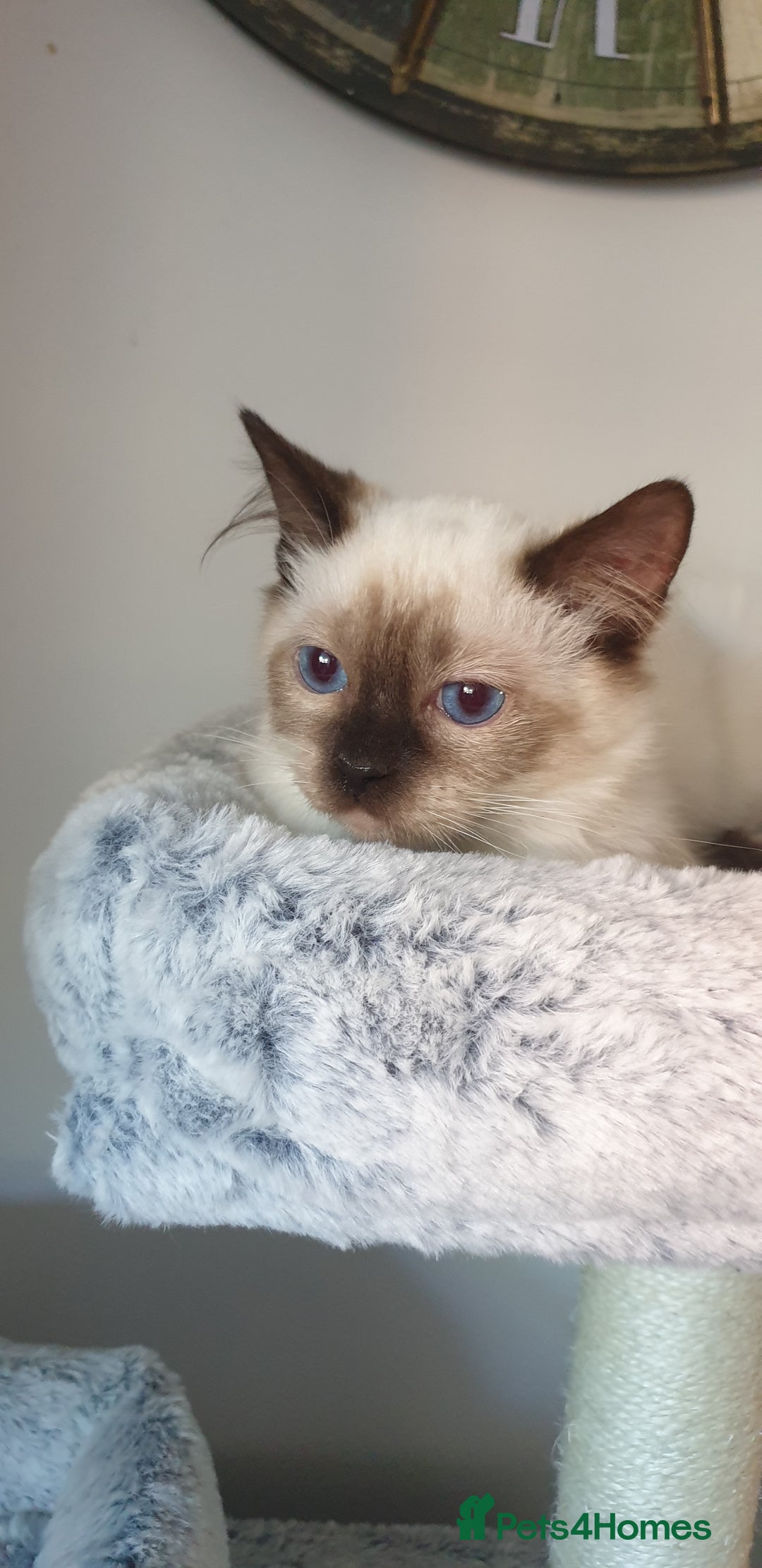 Ragdoll cats for sale: 💖Beautiful GCCF Registered Ragdoll Kittens. - Image 10